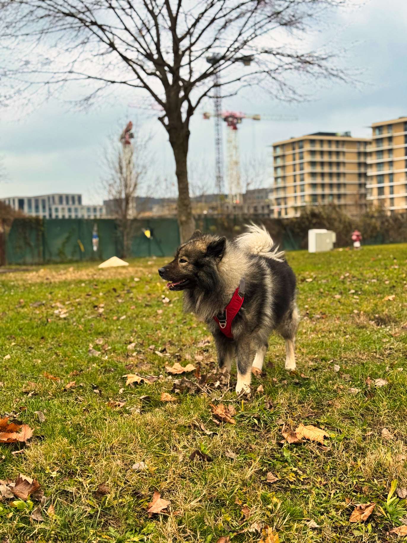 Q ist glücklich da er frei flitzen darf